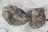Two Greenops Trilobites - Hungry Hollow, Ontario #107546-1